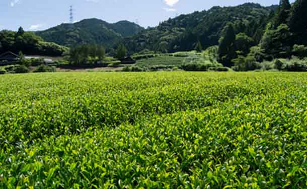 静岡県産「上級煎茶詰合せ」100g - Image 4