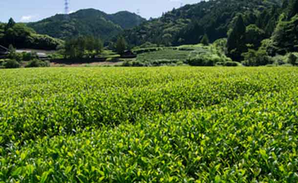 静岡県産「こだわり深蒸し茶」100g - Image 4