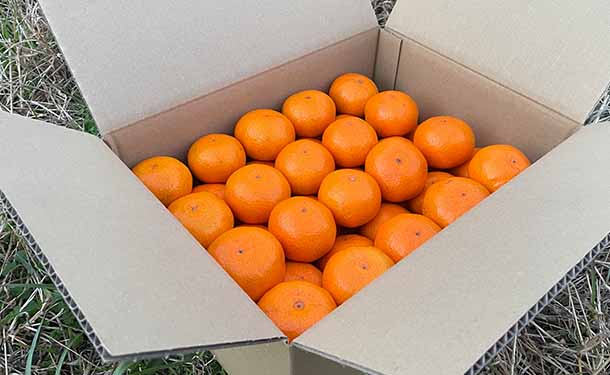 大崎上島産「温州みかん」5kg - Image 2