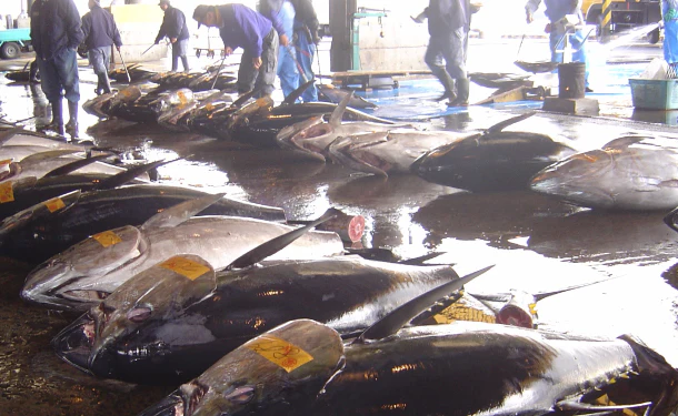 宮城県産「天然本マグロ切り落とし」500g - Image 4