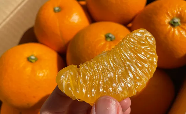 「紅八朔」約4kg（12個前後） - Image 2