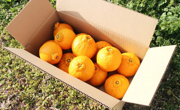 広島県大崎上島産「不知火」5kg（約20個前後） - Image 2