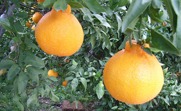 愛媛県産「不知火」5kg - Image 2