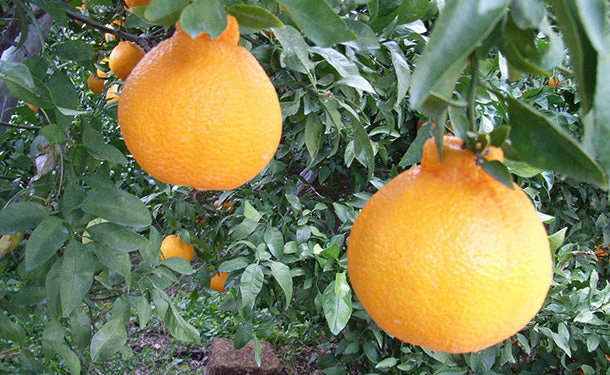 愛媛県産「不知火」5kg - Image 2