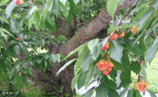 「紅秀峰お徳用バラ詰」1kg - Image 3