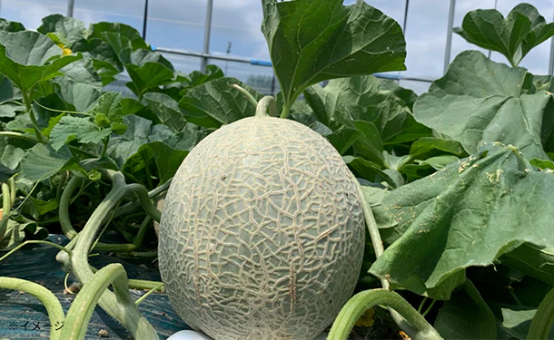 北海道三笠市産「赤肉メロン」3～5玉（約3.5kg）【クラチャレふるさとだより】 - Image 3