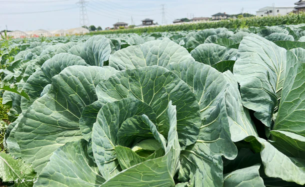 「青果専門卸が目利き！おまかせ野菜ボックス（10～20品目）」 - Image 5