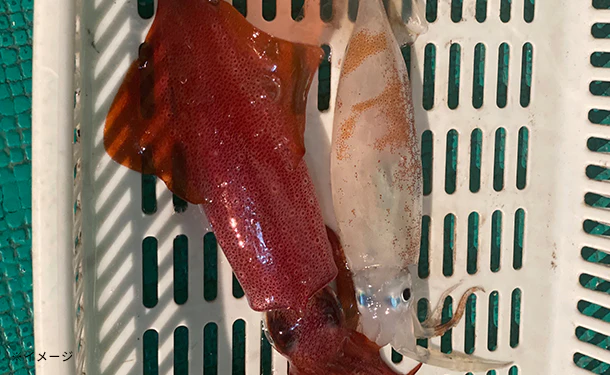 「すさみの一本釣り アカイカ」5～6杯【クラチャレふるさとだより】 - Image 3