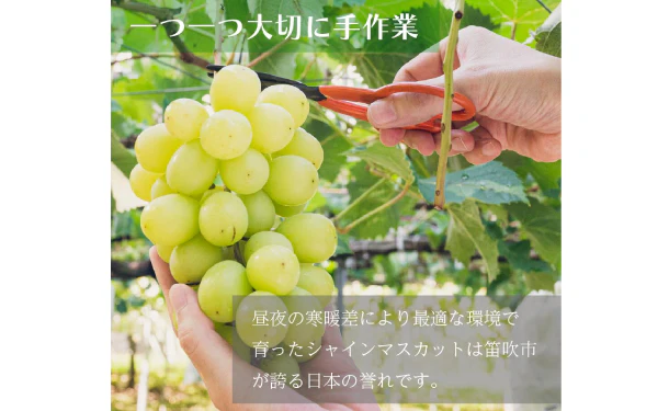山梨県産「シャインマスカット」約600g - Image 3