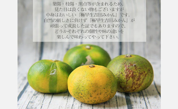 愛媛県産「吉田みかん 極早生」3kg - Image 4