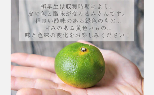 愛媛県産「吉田みかん 極早生」5kg - Image 3