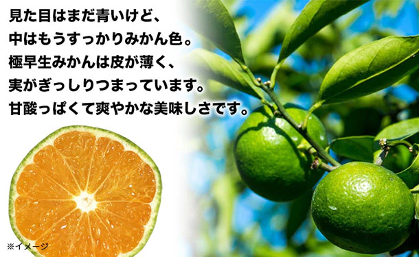 愛媛県産「秀品 極早生みかん（2S-S）」3kg - Image 2