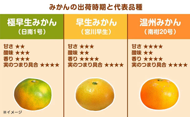 愛媛県産「秀品 極早生みかん（2S-S）」5kg - Image 4