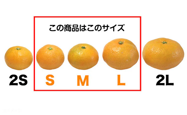 愛媛県産「訳あり 愛媛みかん（S-L）」3kg - Image 5