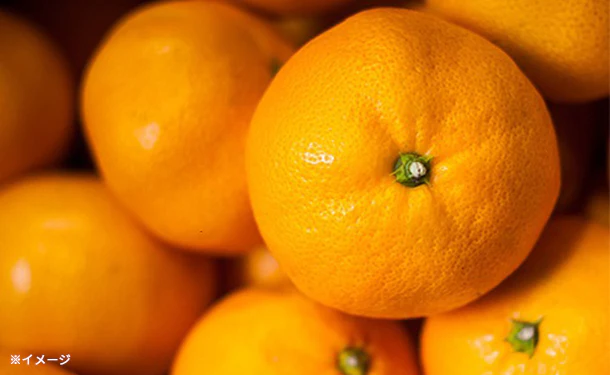 愛媛県産「おいしさ凝縮！訳あり小玉みかん（2S-S）」3kg - Image 2