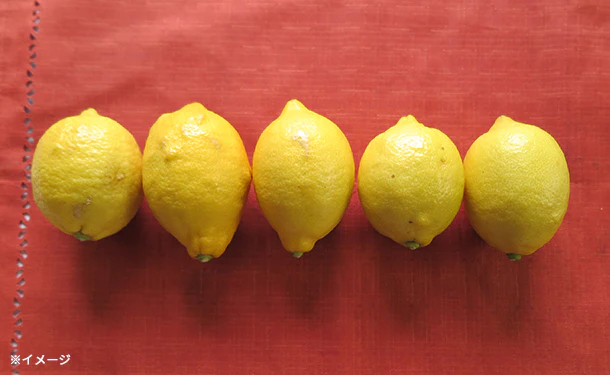 愛媛県産「訳あり レモン（2S-2L）」5kg - Image 4