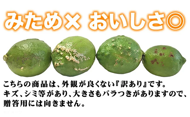 愛媛県産「訳あり レモン（2S-2L）」10kg - Image 2