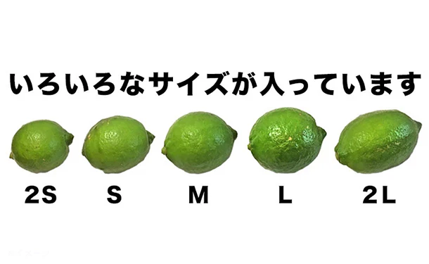 愛媛県産「訳あり レモン（2S-2L）」10kg - Image 3