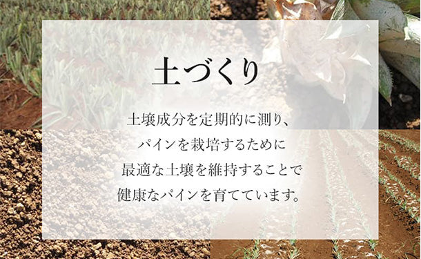 フィリピン産「小玉パイナップル（葉無し）」7玉（約5kg） - Image 5
