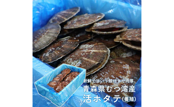 青森県産「むつ湾の活ほたて」2kg（12～14枚） - Image 2