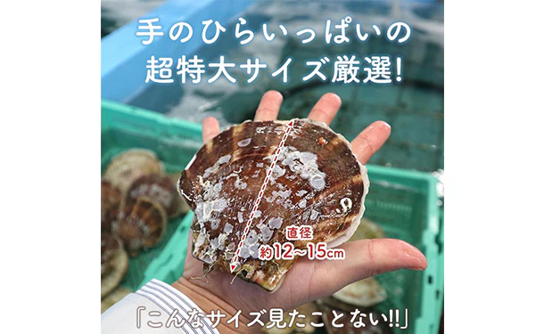 青森県産「むつ湾の活ほたて」2kg（12～14枚） - Image 4