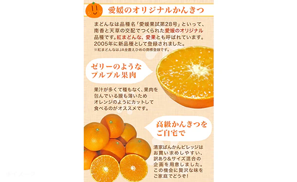 愛媛県産「訳ありみかん まどんな（愛果28号）」2kg - Image 2
