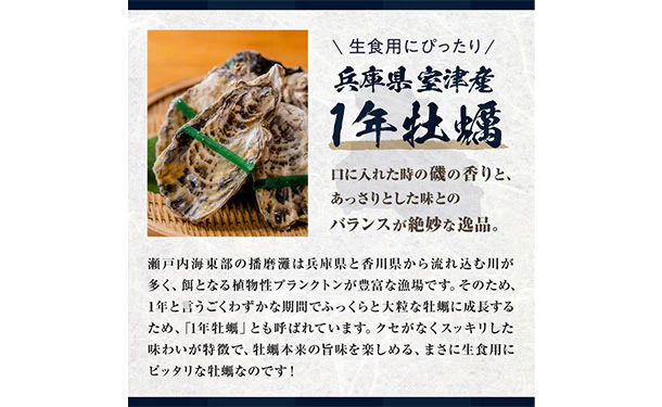 兵庫県産「生食用 超高圧加工殻付き冷凍かき 2Sサイズ」1kg - Image 5