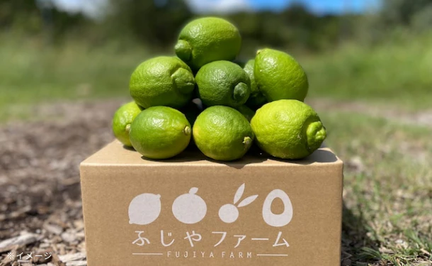大崎上島産「雹被害の訳ありレモン（農薬：栽培期間中不使用）」2kg（15個程度） - Image 3
