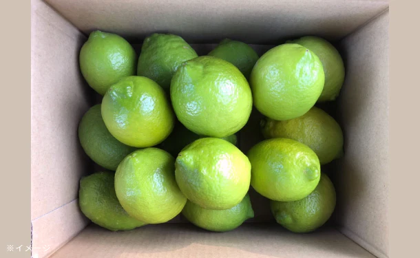 大崎上島産「雹被害の訳ありレモン（農薬：栽培期間中不使用）」2kg（15個程度） - Image 4