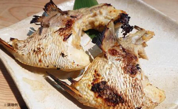 「百年漁師の真鯛 カマ（サイズ不揃い）」 - Image 2
