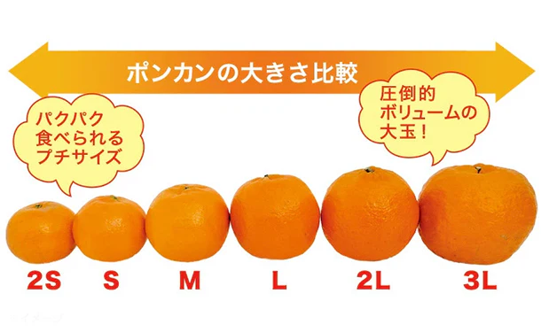 愛媛県産「訳ありポンカン（M-2L）」約5kg - Image 3