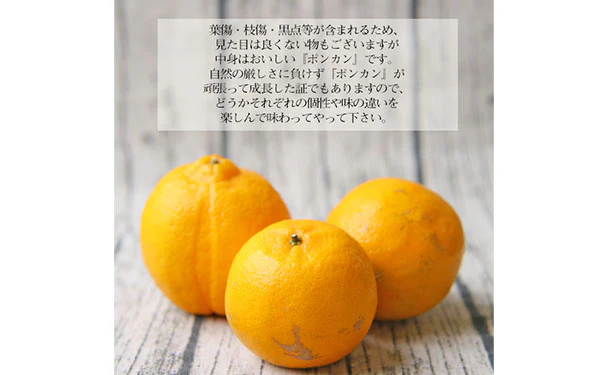 愛媛県産「訳ありポンカン」約4kg - Image 4