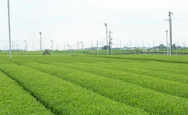 「狭山茶銘茶詰合せ 上煎茶」80g - Image 4