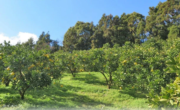 愛媛県産「訳あり土佐文旦（L-4L）」9kg - Image 3