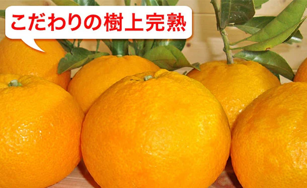 愛媛県産「甘夏柑（L-3L）」5kg - Image 3