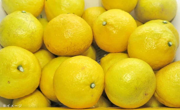 愛媛県産「お試し 訳ありはるか（M-3L）」3kg - Image 5