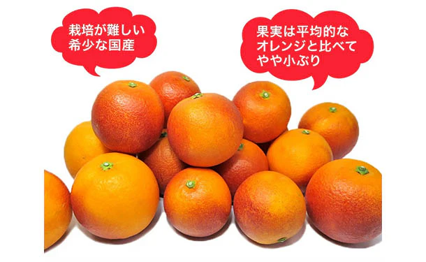 愛媛県産「訳ありブラッドオレンジ（2S-3L）」3kg - Image 4