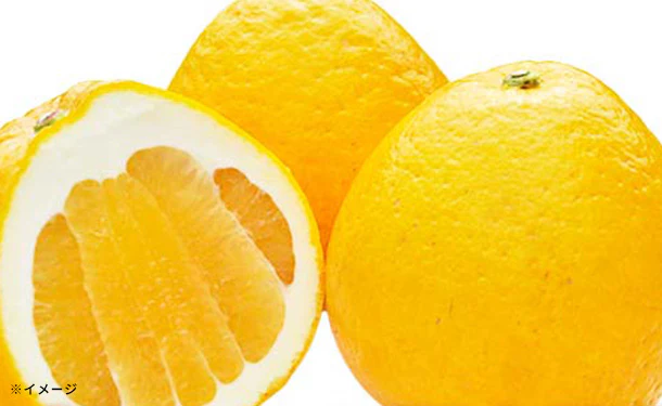 愛媛県産「プレミアム河内晩柑（L/2L/3L）」5kg - Image 3