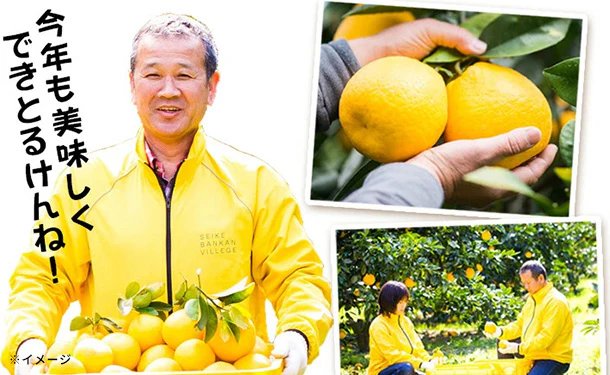 愛媛県産「プレミアム河内晩柑（L/2L/3L）」5kg - Image 4