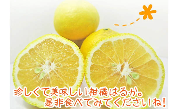 愛媛県産「訳ありはるか（M-3L）」10kg - Image 2