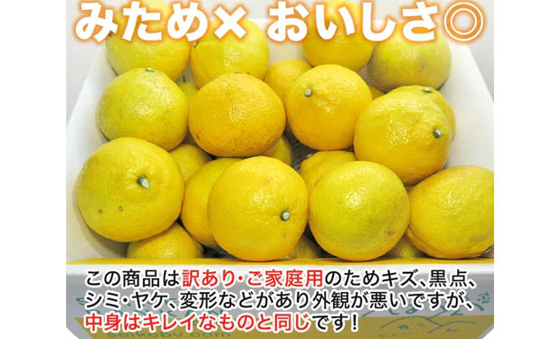 愛媛県産「訳ありはるか（M-3L）」10kg - Image 3