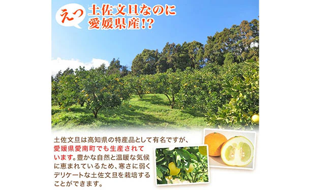 愛媛県産「規格外土佐文旦（M-4L）」9kg - Image 4