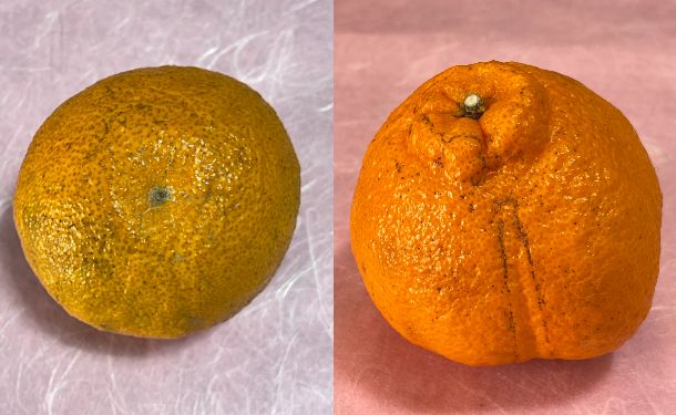 愛媛県産「訳あり 不知火 化粧箱入り」約3kg【クラチャレふるさとだより】 - Image 3