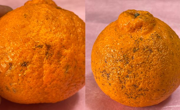 愛媛県産「訳あり 不知火 化粧箱入り」約3kg【クラチャレふるさとだより】 - Image 4