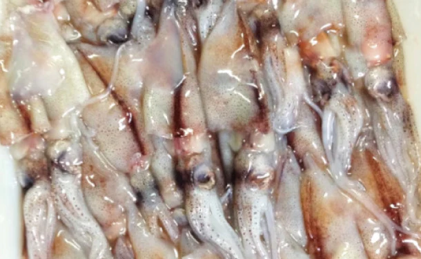兵庫県産「生ホタルイカ」1kg - Image 5