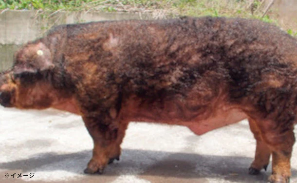 静岡県産「幻の赤豚（デュロック種）小間肉」計1kg - Image 4