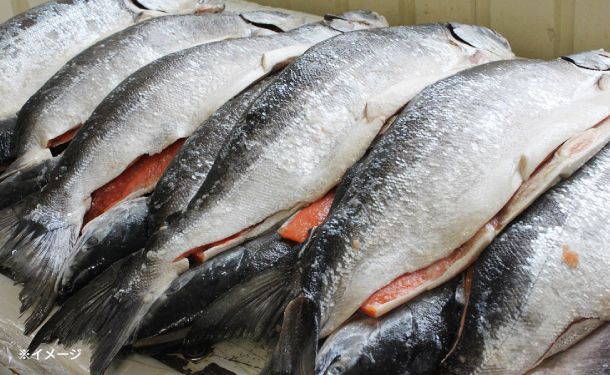 北海道産「時知らず 姿1本造り」約1.8kg - Image 4