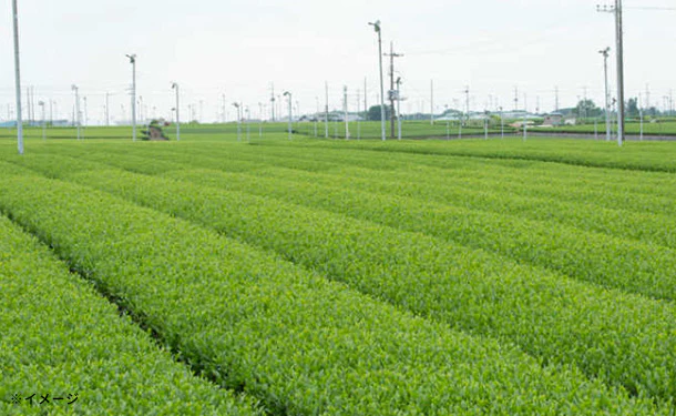 「狭山茶銘茶詰合せ（EG4-25-9）」 - Image 4
