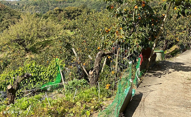 奈良県産「たねなし柿（刀根柿・ひらたね柿）」約7kg - Image 2