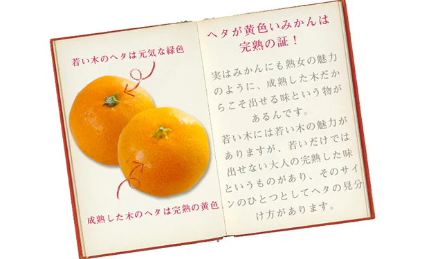 愛媛県産「吉田みかん（L～3L）」5kg - Image 3